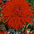 Pre-packed Dahlia Forrestal I (x14x1)
