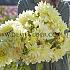 Pre-packed Dahlia Kelvin Floodlight Decorative (x14x1)