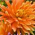 Pre-packed Dahlia Life Force I (x14x1)