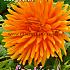 Pre-packed Dahlia Ludwig Helfert I (x14x1)