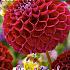 Pre-packed Dahlia Natal I (x14x1)