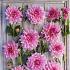Pre-packed Dahlia Otto's Thrill I (x14x1)