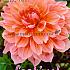 Pre-packed Dahlia Otto's Thrill I (x14x1)