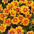 Pre-packed Dahlia Sunshine I (x14x1)