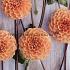 Pre-packed Dahlia Sylvia I (x14x1)