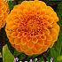 Pre-packed Dahlia Sylvia I (x14x1)