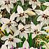 Pre-packed Gladiolus Murielae 8/10 (x14x10)