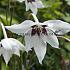 Pre-packed Gladiolus Murielae 8/10 (x14x10)