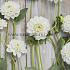 Pre-packed Dahlia Orsett Beauty I (x14x1)