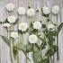 Pre-packed Dahlia Orsett Beauty I (x14x1)