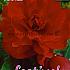 Pre-packed Begonia Double Red 6/7 (x14x3)