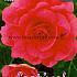 Pre-packed Begonia Double Pink 6/7 (x14x3)