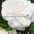 Pre-packed Begonia Double White 6/7 (x14x3)