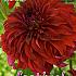 Pre-packed Dahlia Spartacus I (x14x1)