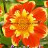 Pre-packed Dahlia Pooh I (x14x1)
