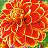 Pre-packed Dahlia Maxime I (x14x1)