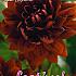 Pre-packed Dahlia Sam Hopkins I (x14x1)