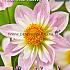 Pre-packed Dahlia Teesbrook Audrey I (x14x1)