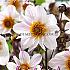 Pre-packed Dahlia Bishop Of Dover I (x14x1)