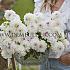 Pre-packed Dahlia Eveline I (x14x1)