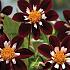 Pre-packed Dahlia Mary Evelyn I (x14x1)