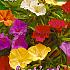 Pre-packed Mirabilis Jalapa I (x14x5)