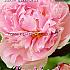 Pre-packed Paeonia Sarah Bernhardt 2/3 (x14x1)