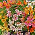 Pre-packed Alstroemeria Ligtu Hybriden I (x14x3)