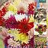 Pre-packed Dahlia Mixed 100cm Cactus  I (x16x5)