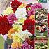 Pre-packed Dahlia Mixed 100cm Decorative  I (x16x5)