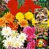 Pre-packed Dahlia Mixed Low 50cm Decorative  I (x16x5)