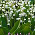 Pre-packed Convallaria Plantkiemen Plantkiemen (x14x10)
