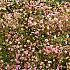 Pre-packed Gypsophila Flamingo I (x14x1)