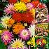 Pre-packed Dahlia Mixed Low 50cm Cactus  I (x16x5)