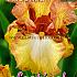 Pre-packed Iris Yellow/Bronze I (x14x1)