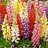 Pre-packed Lupine Hybride Mixed I (x14x3)