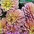 Festival Spring Dahlia Ball Dahlia Bazuin Candy I (x14x1)
