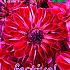 Festival Spring Dahlia Ball Dahlia Bazuin Fyr I (x14x1)