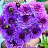 Festival Spring Decorative Medium Flowered Dahlia Bright Amethyst I (x14x1)