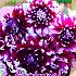 Festival Spring Decorative Medium Flowered Dahlia Louis Walcher I (x14x1)