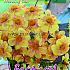 Festival Spring Dahlia Collerette Dahlia Morning Sun I (x14x1)