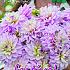 Festival Spring Decorative Large Flowered Dahlia Pink Twilight I (x14x1)
