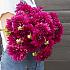 Festival Spring Big packs mixes Dahlia Summer Dream Mix I (x16x3)