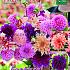 Festival Spring Big packs mixes Dahlia Summer Dream Mix I (x16x3)