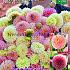 Festival Spring Big packs mixes Dahlia Pastel Cocktail Mix I (x16x3)