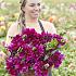 Festival Spring Big packs mixes Dahlia Scientist Mix I (x16x3)