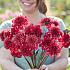 Festival Spring Big packs mixes Dahlia Anemone Mix I (x16x3)