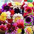 Festival Spring Big packs mixes Dahlia Anemone Mix I (x16x3)