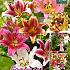 Pre-packed Lilium OT Mixed  14/16 (x16x5)
