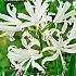 Pre-packed Nerine Alba 12/14 (x14x2)